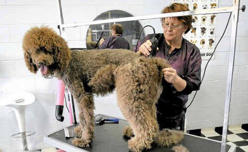 Owner of Sassy Grooming for Cool Dogs Margaret Leddy, grooming Kahlo the poodle, is sad to be moving from her location in The Boulevard in Ballina . Owner of Sassy Grooming for Cool Dogs Margaret Leddy, grooming Kahlo the poodle, is sad to be moving from her location in The Boulevard in Ballina .